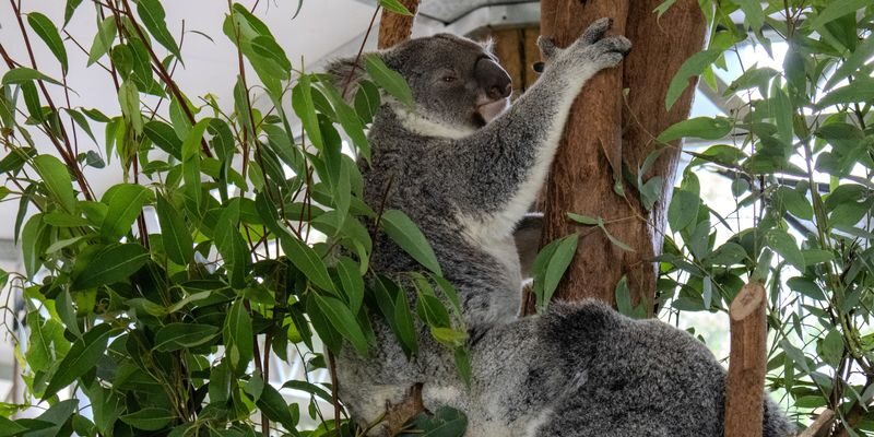 Blue Mountains Day Tour from Sydney - Leura: a practical lunch break