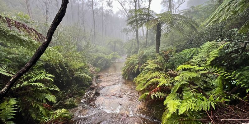Blue Mountains Day Tour from Sydney - Who will get the most from this trip?