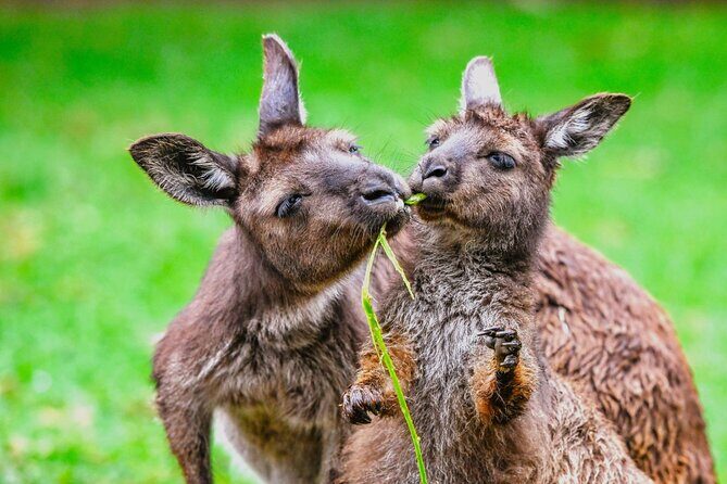 Blue Mountains Day Tour with Wildlife and Scenic World Entry - Weather and Flexibility