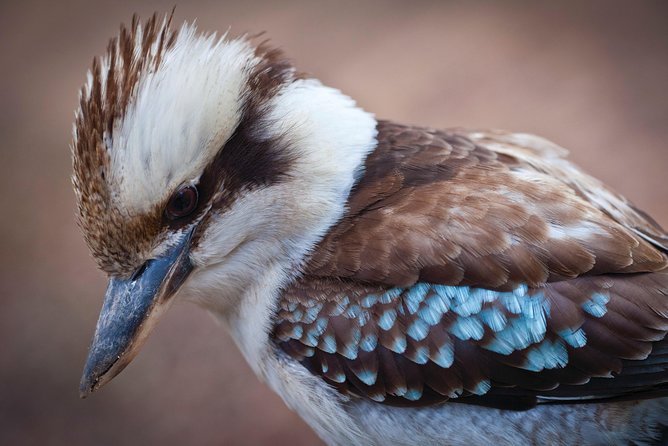 Blue Mountains Day Tour With Wildlife at Sunset From Sydney - Additional Information