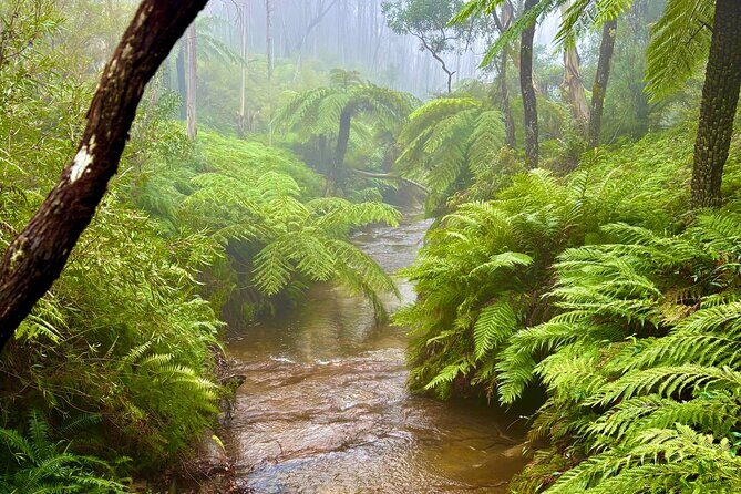 Blue Mountains Day Tours W Scenic World and Lunch - What We Liked About This Tour