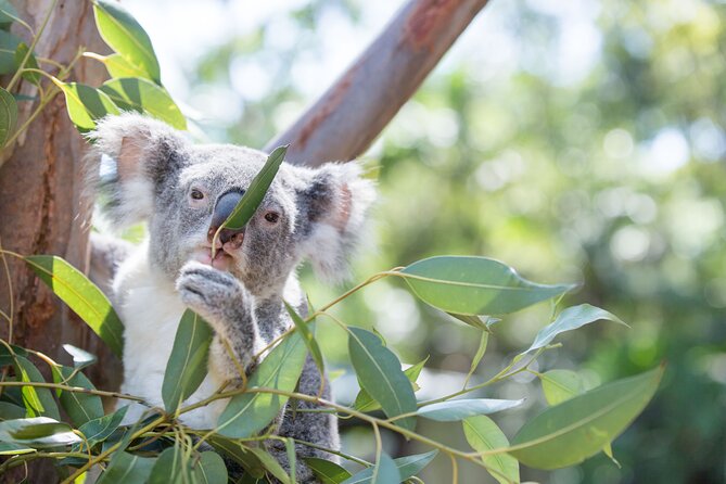 Blue Mountains Day Trip From Sydney Including Scenic World - Tour Details