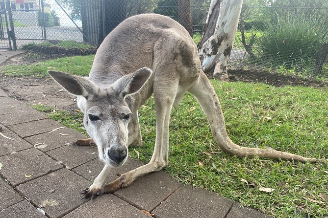 Blue Mountains Deluxe Small-Group Eco Wildlife Tour From Sydney - Tour Details and Inclusions