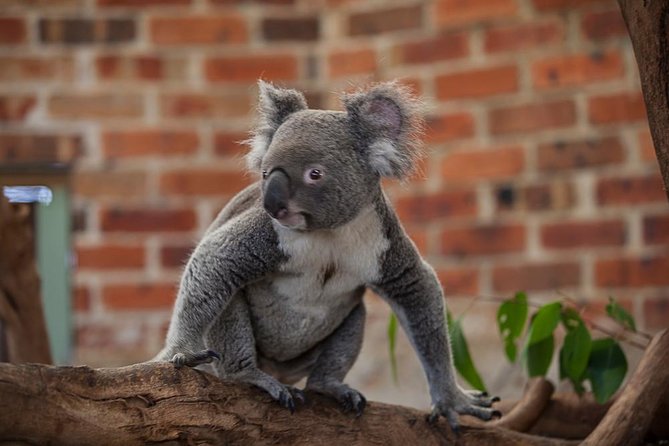 Blue Mountains Deluxe Small-Group Eco Wildlife Tour From Sydney - Pickup and Logistics