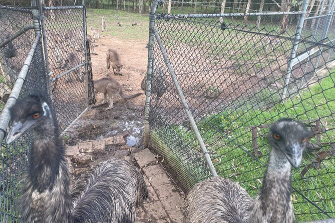 Blue Mountains Deluxe Small-Group Eco Wildlife Tour From Sydney - Common Questions