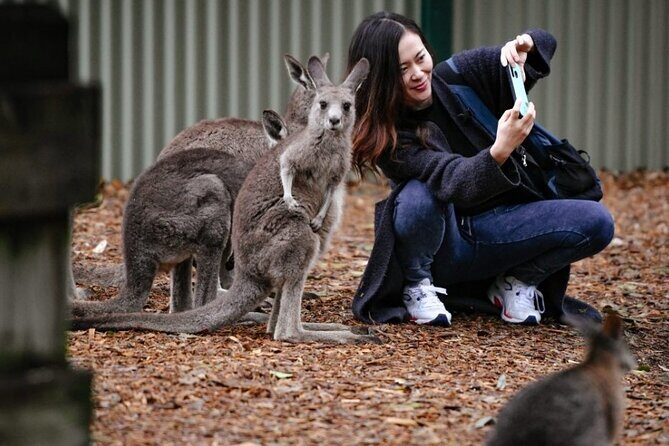 Blue Mountains Exclusive Private Tour - A Comfortable Start: Sydney to the Blue Mountains