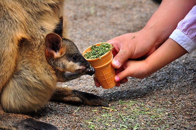 Blue Mountains Highlights & Wildlife Park - Three Sisters