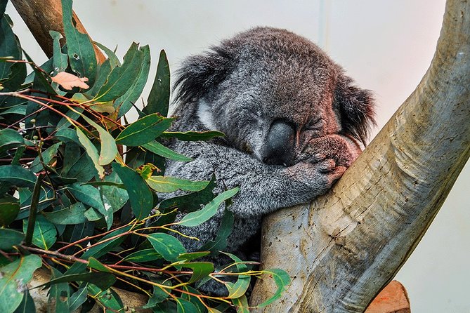 Blue Mountains Highlights & Wildlife Park - Common Questions
