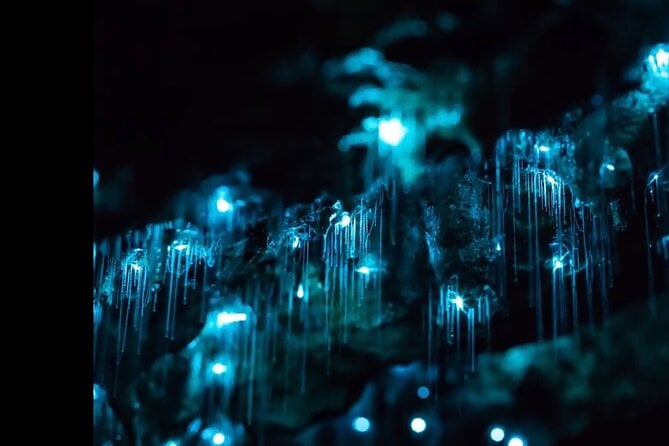 Blue Mountains Hiking Glow Worms Cave Wildlife Spotlighting Night Adventure - Unique Natural Phenomena: Glowworms in the Caves