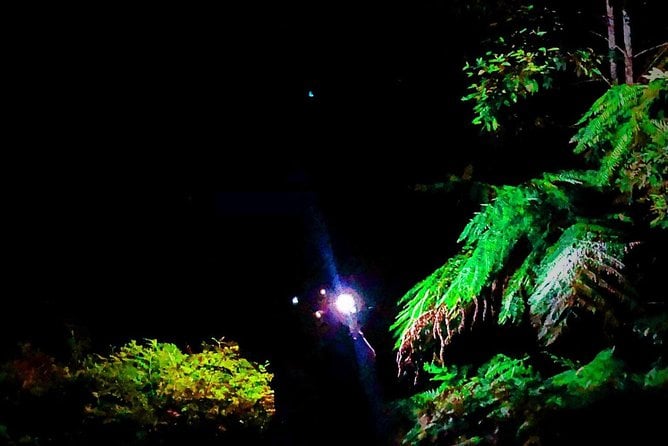 Blue Mountains Hiking Glow Worms Cave Wildlife Spotlighting Night Adventure - Common Questions