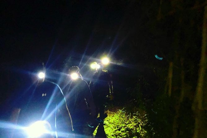 Blue Mountains Hiking Glow Worms Cave Wildlife Spotlighting Night Adventure - The Sum Up