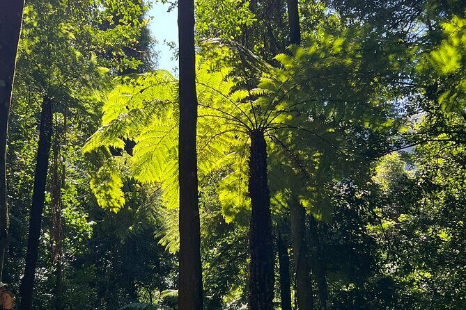 Blue Mountains Main Attraction Private Daily Group Tours - FAQs