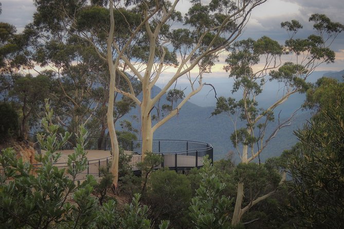 Blue Mountains Private Charter - Bush Walk Experience