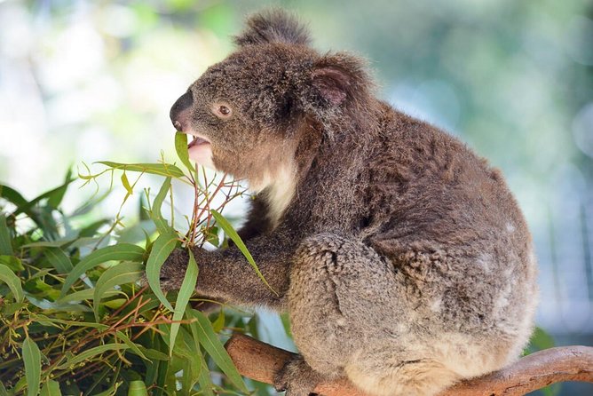 Blue Mountains Private Tour From Sydney With Featherdale Park - Reviews