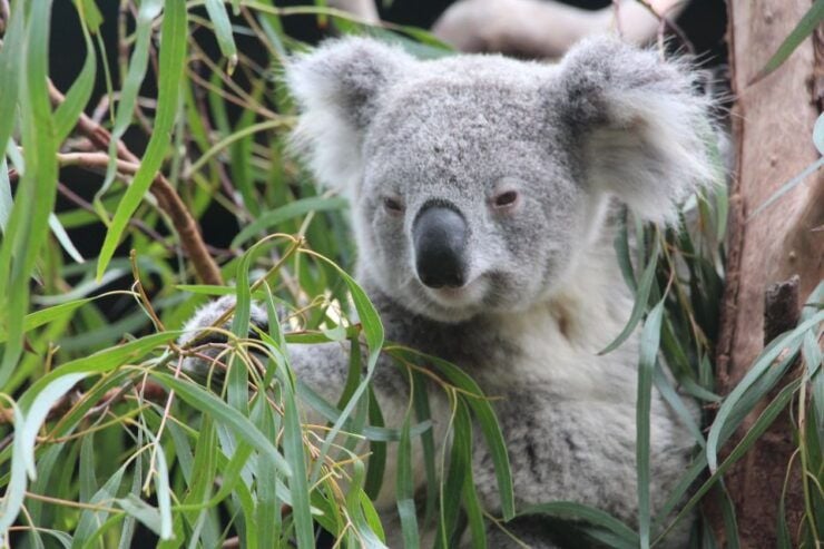 Blue Mountains Private Tour With Wildlife Park - Experience Highlights