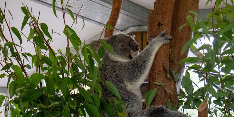 Blue Mountains Scenic World rides & Wildlife Tour from Sydney - Leura offers a practical lunch break