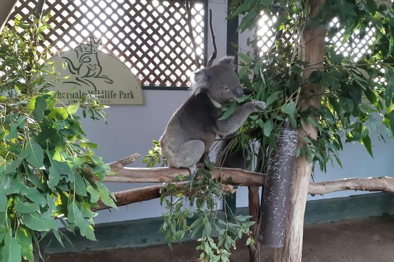 Blue Mountains Scenic World, Wildlife & Rivercruise Small Group Tour - A wildlife stop: Sydney Zoo or Featherdale
