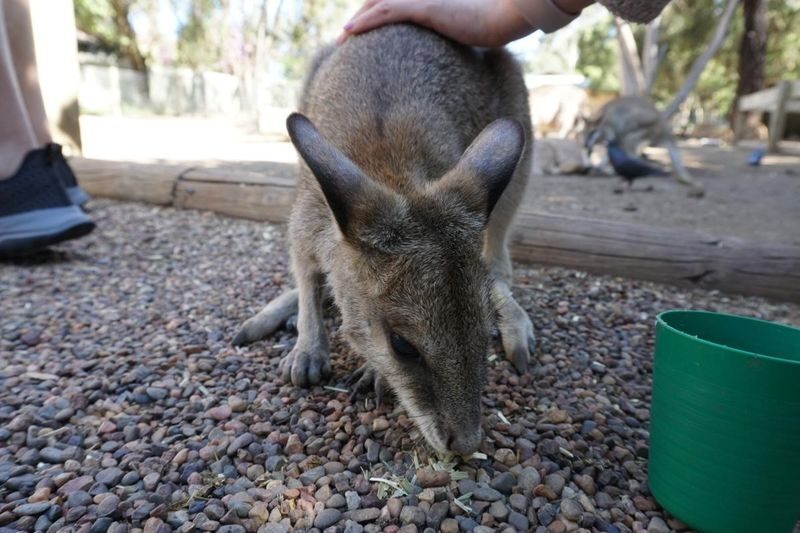 Blue Mountains Scenic World, Wildlife & Rivercruise Small Group Tour - Practical details before you book