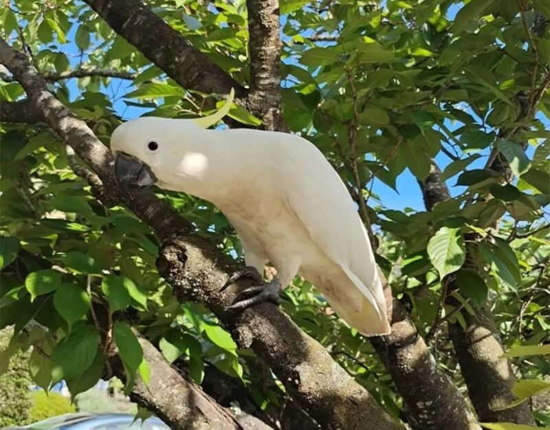 Blue Mountains Tour, Katoomba Falls & Cockatoos Small Group - Practical Details and Tips