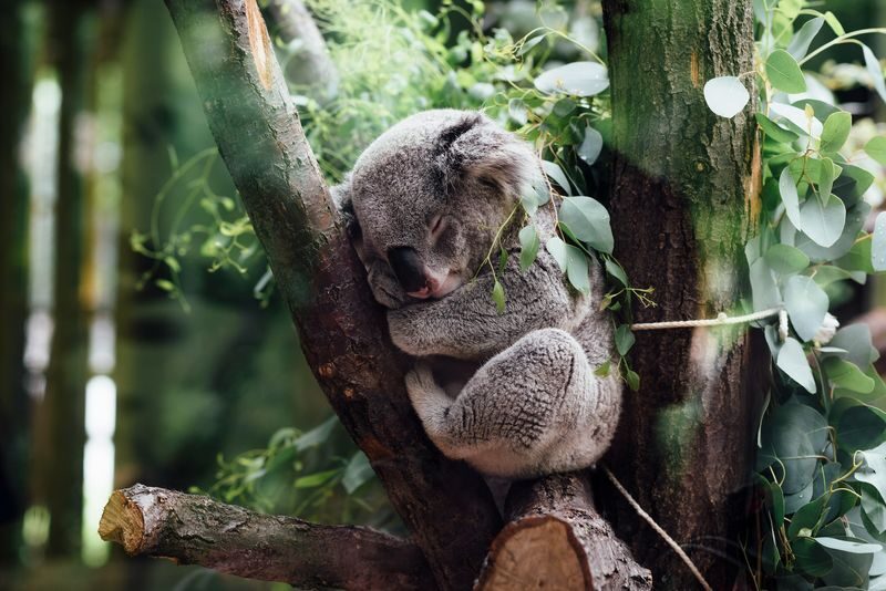 Blue Mountains, Waterfalls and Wildlife Park Day Tour - From Sydney to the Blue Mountains in one day