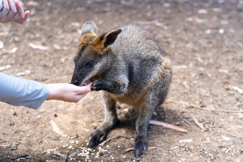 Blue Mountains, Waterfalls and Wildlife Park Day Tour - The guide, group rhythm and overall value