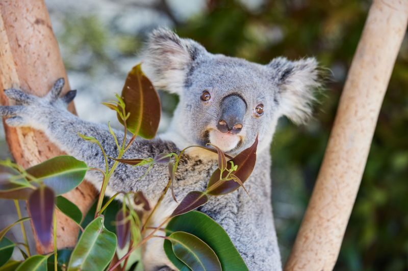 Blue Mountains with Scenic Rides & Sydney Zoo Tour - Lunch and a pause in a mountain village