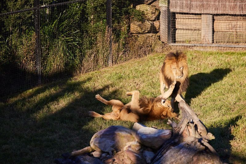 Blue Mountains with Scenic Rides & Sydney Zoo Tour - What the price covers, and where the value lies