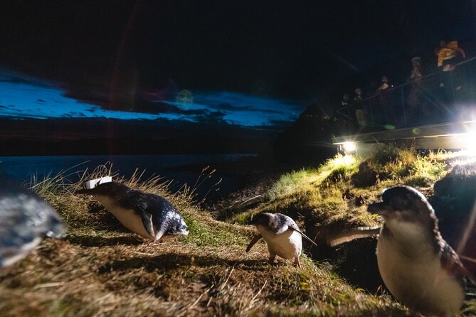 Blue Penguins Pukekura- Late Tour Penguin Viewing - Inclusions and Requirements