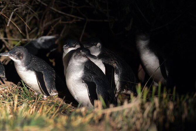 Blue Penguins Pukekura- Late Tour Penguin Viewing - Additional Information