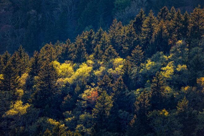Blue Ridge Parkway: Cherokee to Asheville Driving App Tour - Important Information