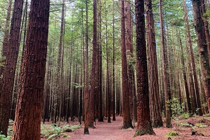Blue Springs and Redwood Forest and Huka Falls Private Tour - Tour Details