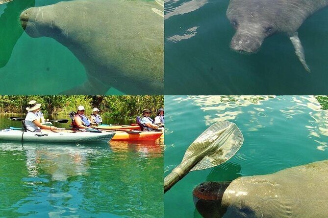 Blue Springs Kayak & Swim Wildlife Adventure - Good To Know  