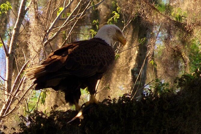 Blue Springs Kayak & Swim Wildlife Adventure - Frequently Asked Questions