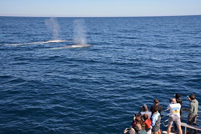 Blue Whale Perth Canyon Expedition - Captivating Traveler Photos of the Expedition