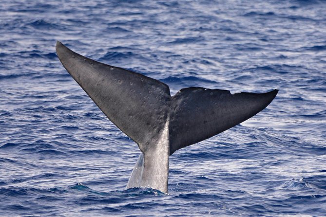 Blue Whale Perth Canyon Expedition - Reviews and Ratings From Viator Travelers