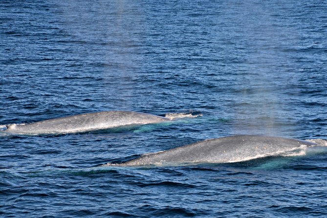 Blue Whale Perth Canyon Expedition - Questions and Support for the Expedition