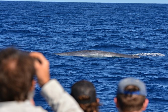 Blue Whale Perth Canyon Expedition - The Sum Up