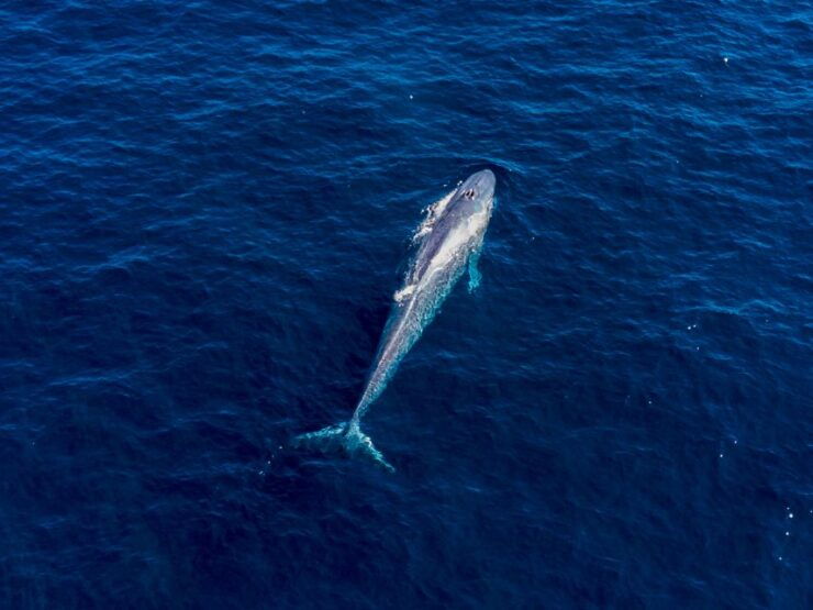 Blue Whale Watching Expedition From Fremantle - Experience Highlights