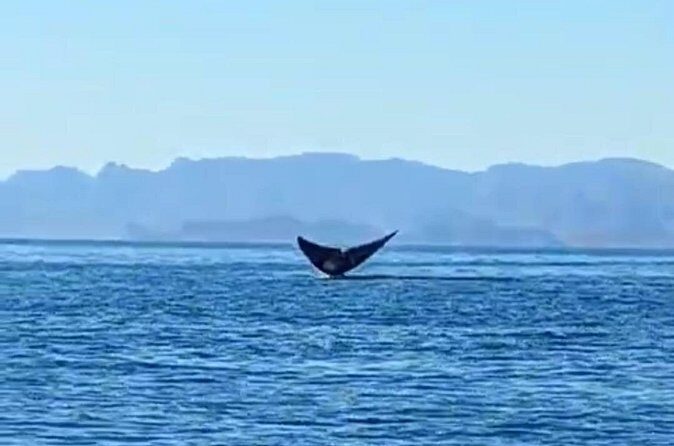 Blue Whale Watching in Loreto - The Itinerary in Detail