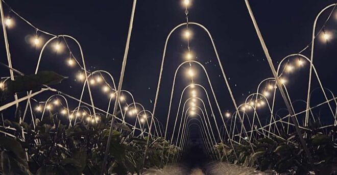 BNR NIGHT FARM 2024 - Schedule and Availability