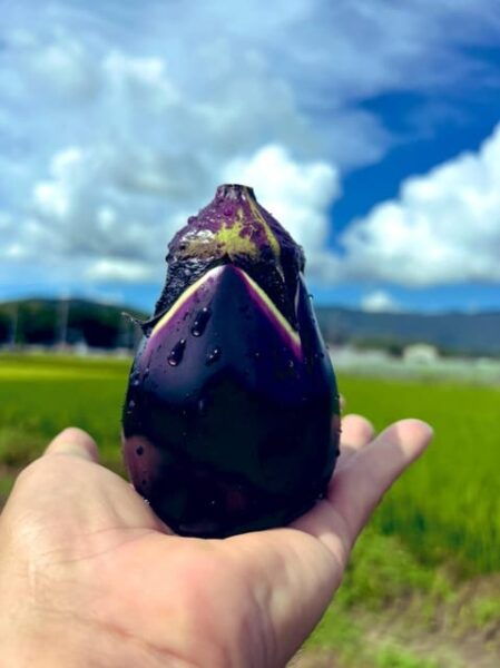 BNR NIGHT FARM 2024 - Pricing Details