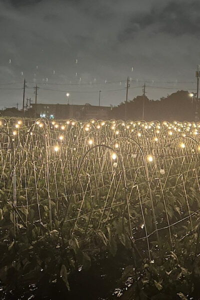 BNR NIGHT FARM 2024 - What to Expect