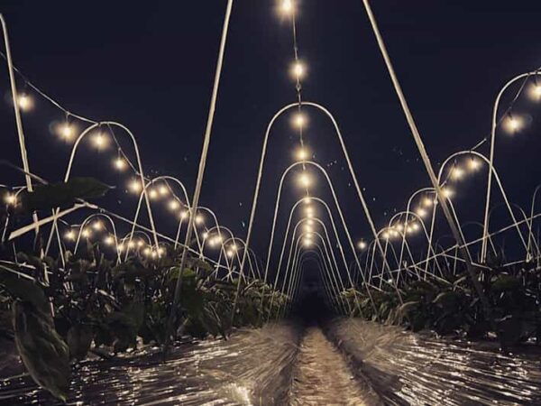 BNR NIGHT FARM 2024 - Tips for Attendees