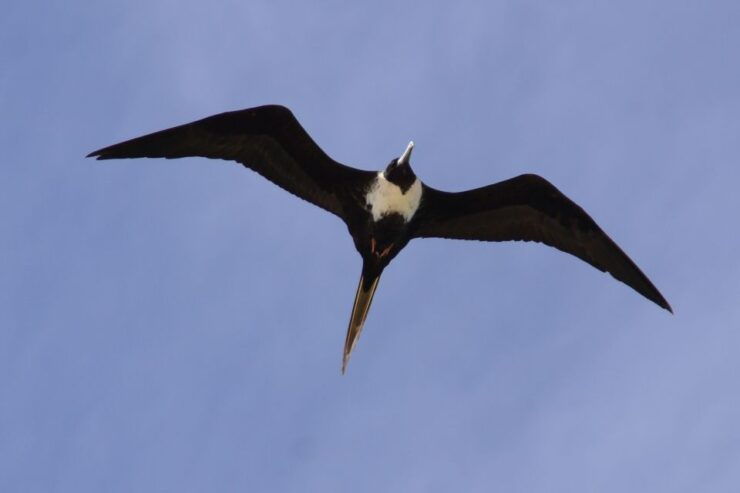 Boa Vista: Bird Watch Expedition in Natural Environment - Activity Details