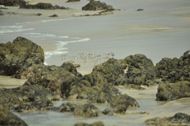 Boa Vista: Bird Watch Expedition in Natural Environment - Experience Highlights