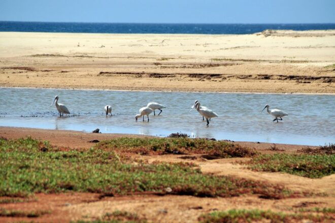 Boa Vista: Bird Watch Expedition in Natural Environment - Important Information