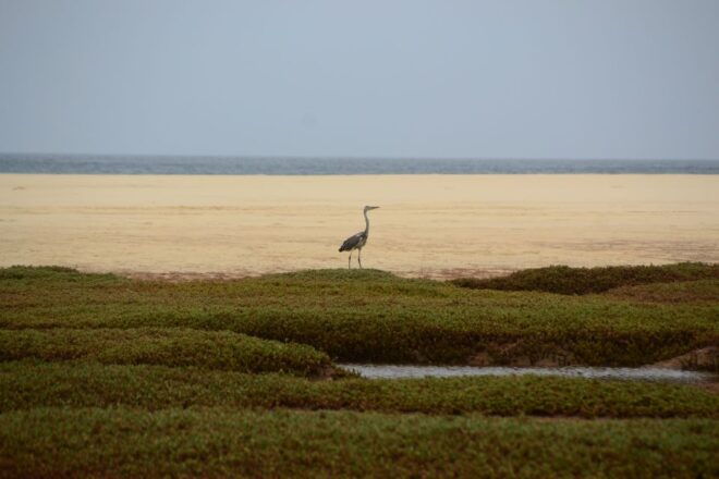 Boa Vista: Bird Watch Expedition in Natural Environment - Testimonial