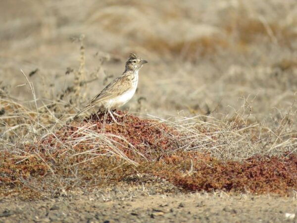 Boa Vista: Bird Watch Expedition in Natural Environment - Live Tour Description