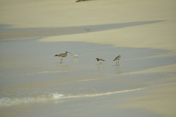 Boa Vista: Bird Watch Expedition in Natural Environment - Customer Reviews