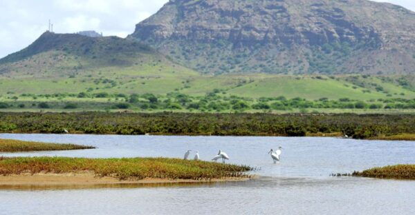 Boa Vista: Bird Watch Expedition in Natural Environment - Directions